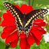 6 Fascinating Swallowtail Butterfly Facts