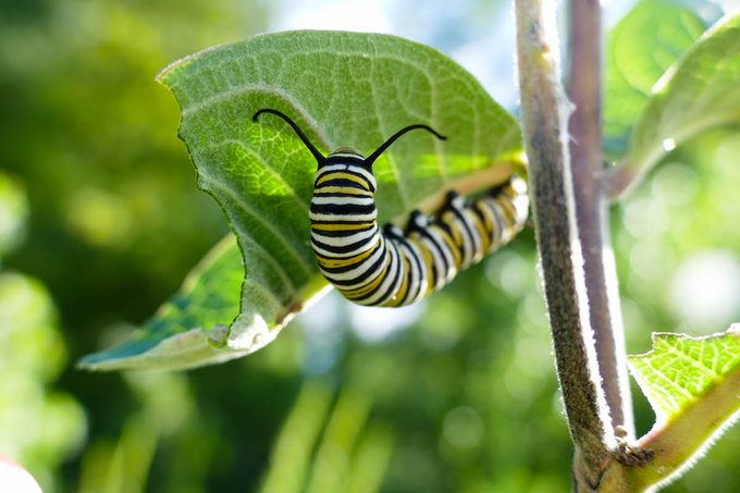 monarch caterpillar