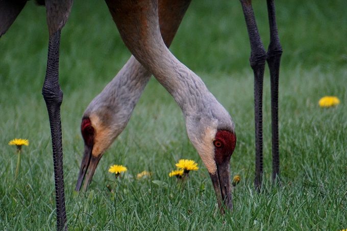 what do sandhill cranes eat