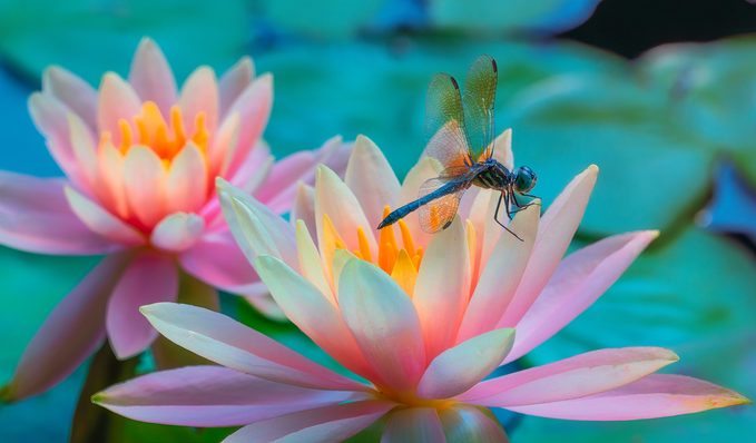 dragonfly