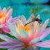 8 Fascinating Dragonfly Facts You Should Know