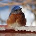 Winter Is Coming: Your Birds Need a Heated Bird Bath