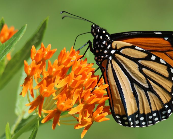 butterfly weed