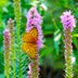 17 Beautiful Butterfly Pictures You HAVE to See