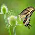 How to Identify and Attract a Giant Swallowtail Butterfly