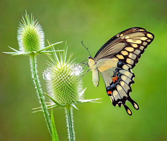 How to Identify and Attract a Giant Swallowtail Butterfly