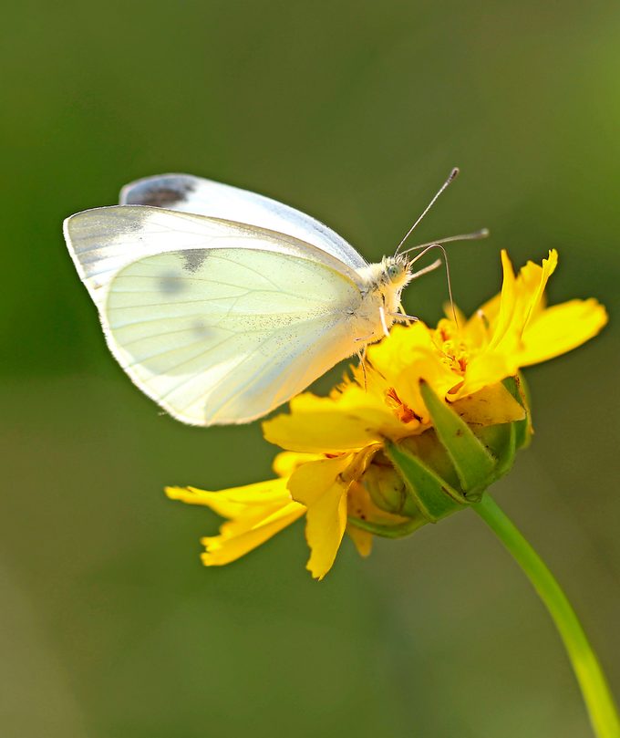 Cabbage white butterfly