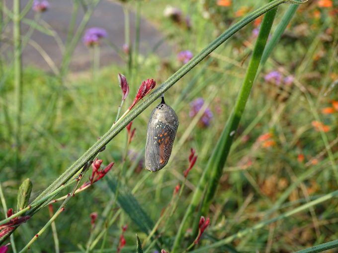monarch chrysalis