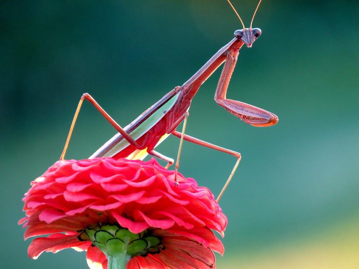 praying mantis