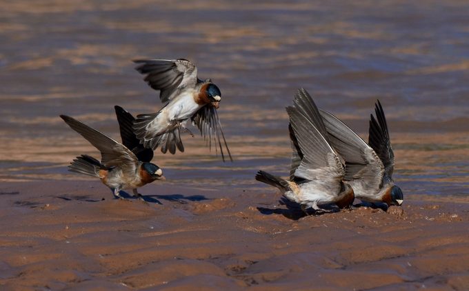 cliff swallows