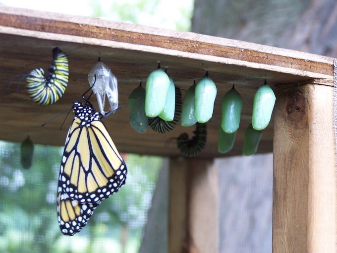 monarch life cycle