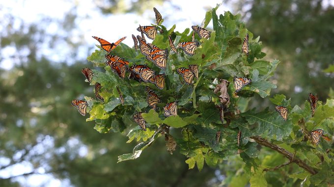 monarch butterfly migration
