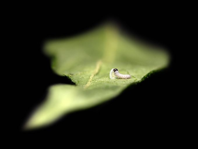 monarch life cycle, caterpillar eating eggshell