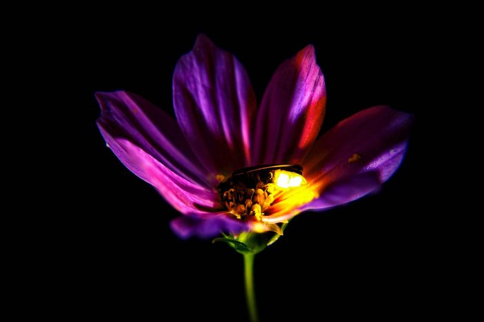 lightning bug