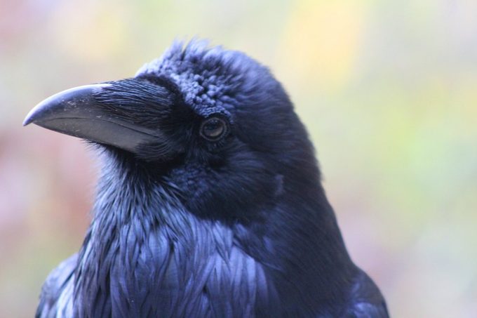 raven bird