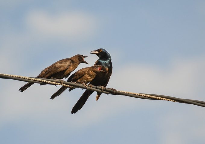 juvenile grackles