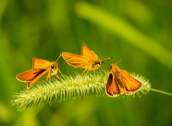 skipper butterflies