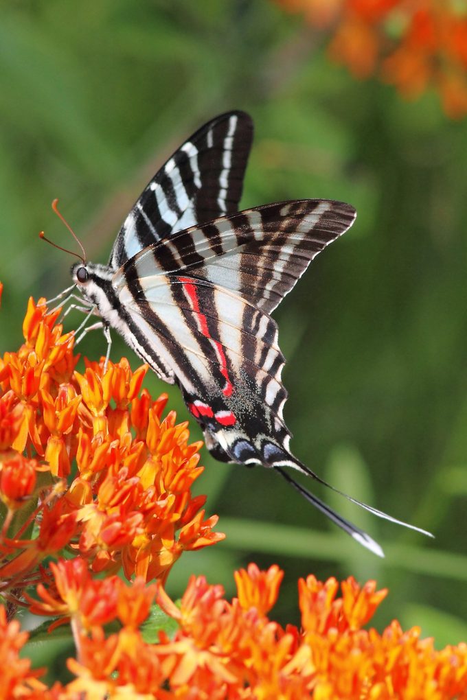 Zebra swallowtail
