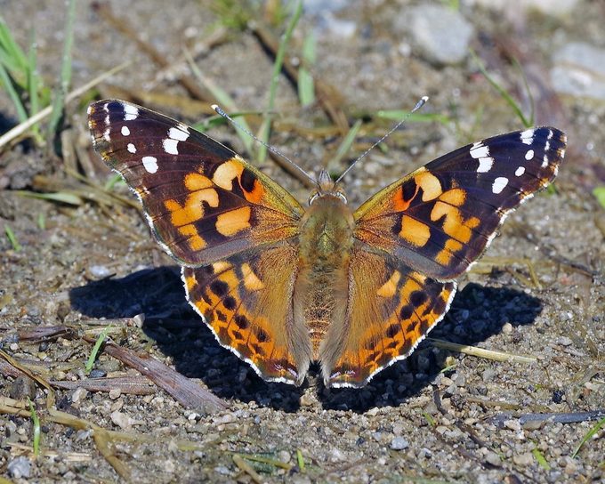 butterfly puddler