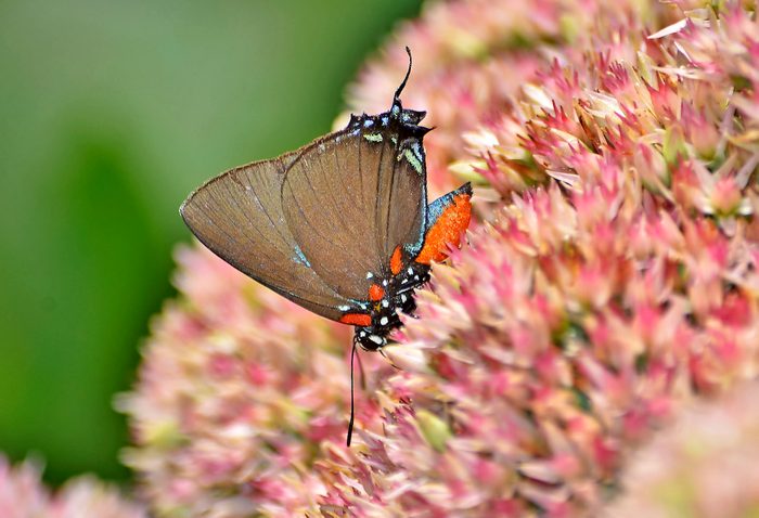Great purple hairstreak butterfly