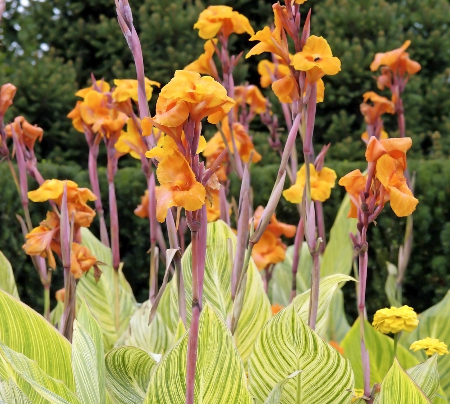 Bengal Tiger canna lily, foliage plants