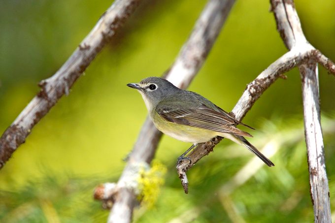Cassin's Vireo Vireo Cassinii Klamath Falls, Oregon, United States 11 May Adult Vireonidae