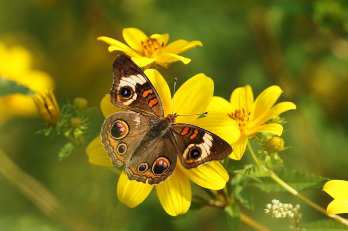 Common buckeye