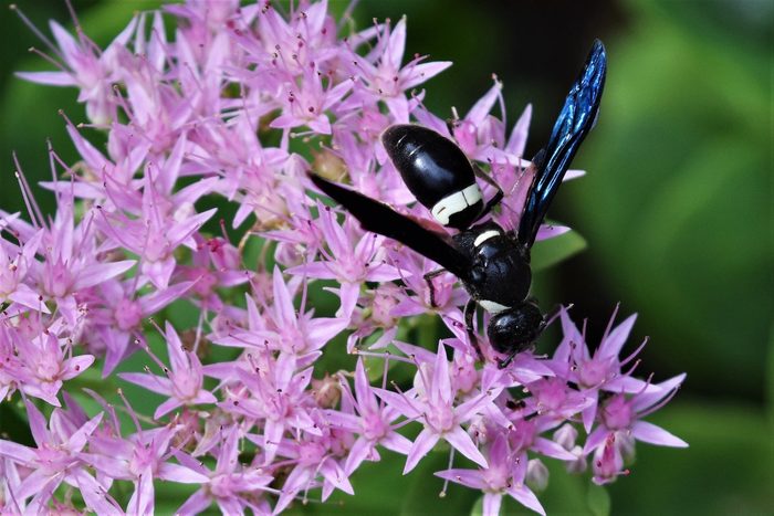 mason wasp