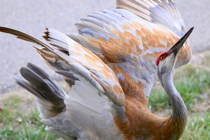 do sandhill cranes mate for life