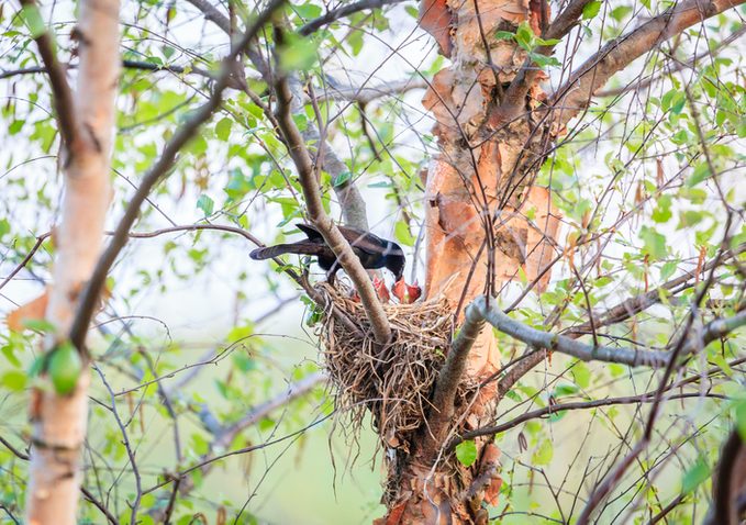 Common Grackle on the nest