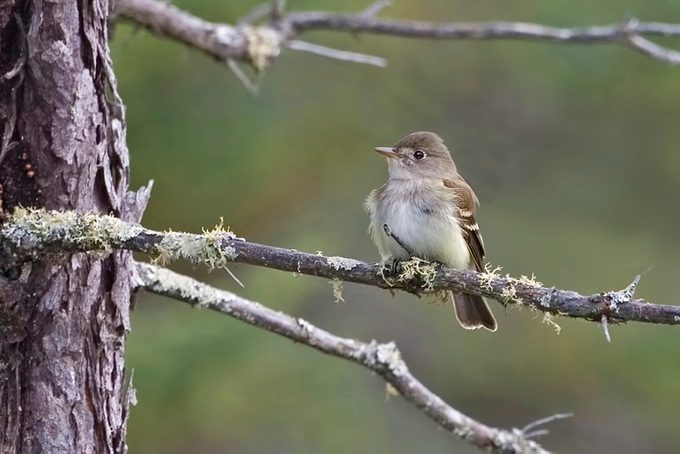 Alder Flycatcher bird Empidonax alnorum, perched on branch