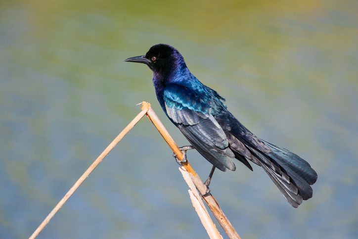Boat-tailed Grackle