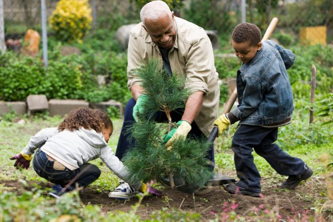 Grandfather and grandchildren planting a tree together