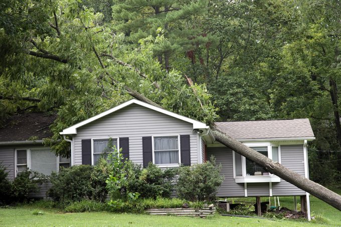 Fallen tree on top of grey bungalow house