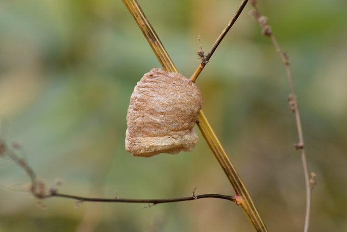 Egg of Praying Mantis