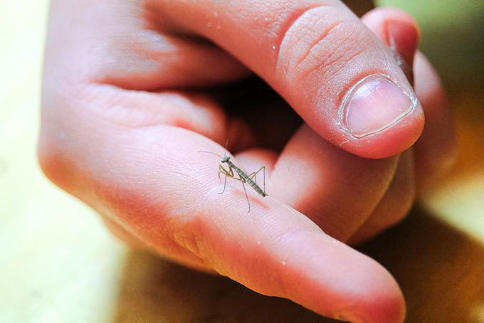 baby praying mantis on a finger