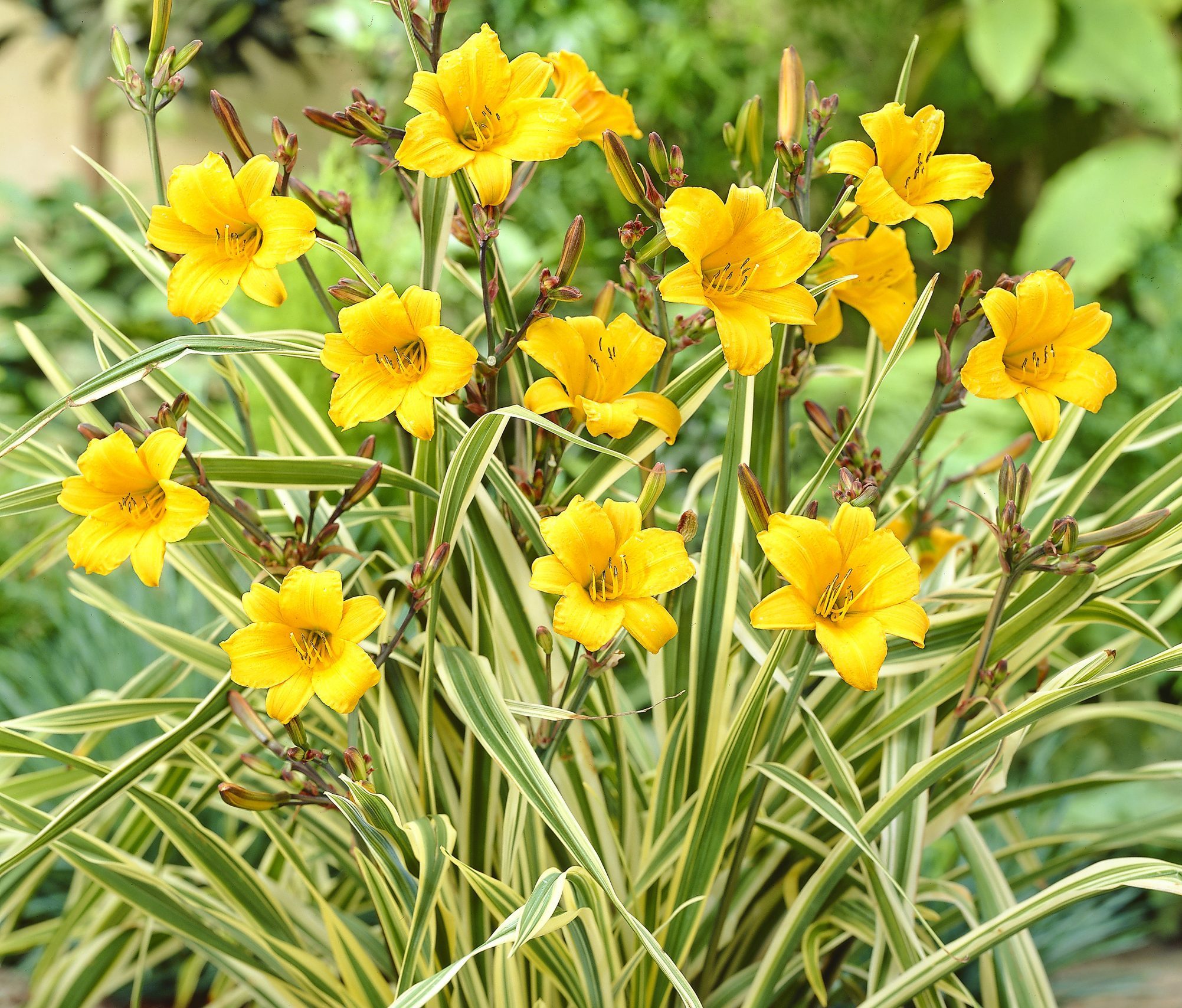 Golden Zebra daylily has the yellow flowers of most daylilies, but shines with striped green and yellow foliage.