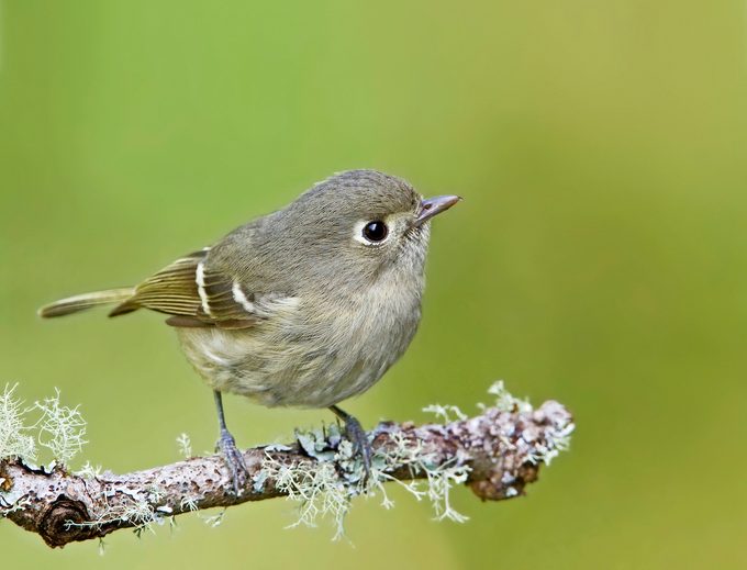 Hutton's vireo