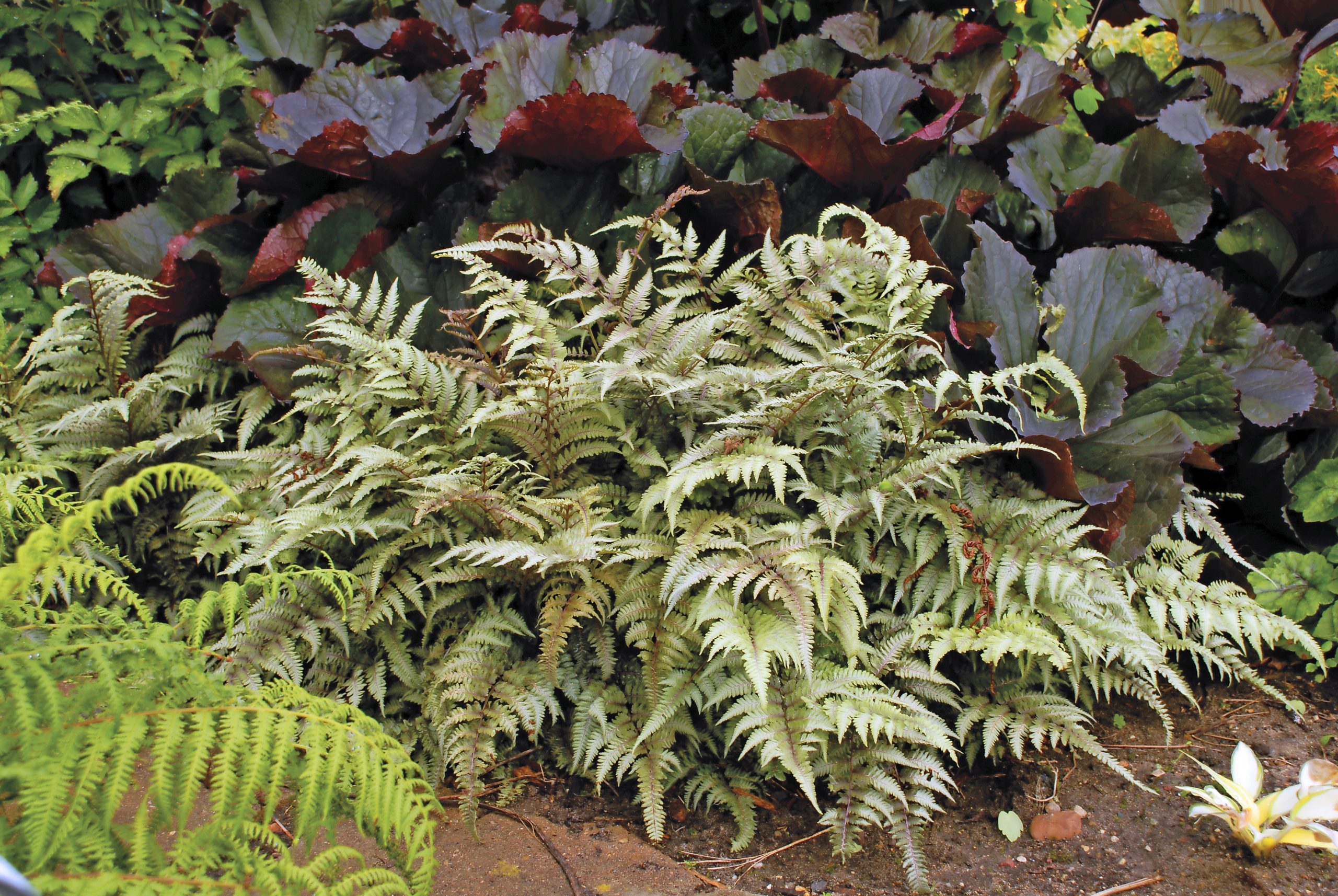 A Japanese painted fern, foliage plants