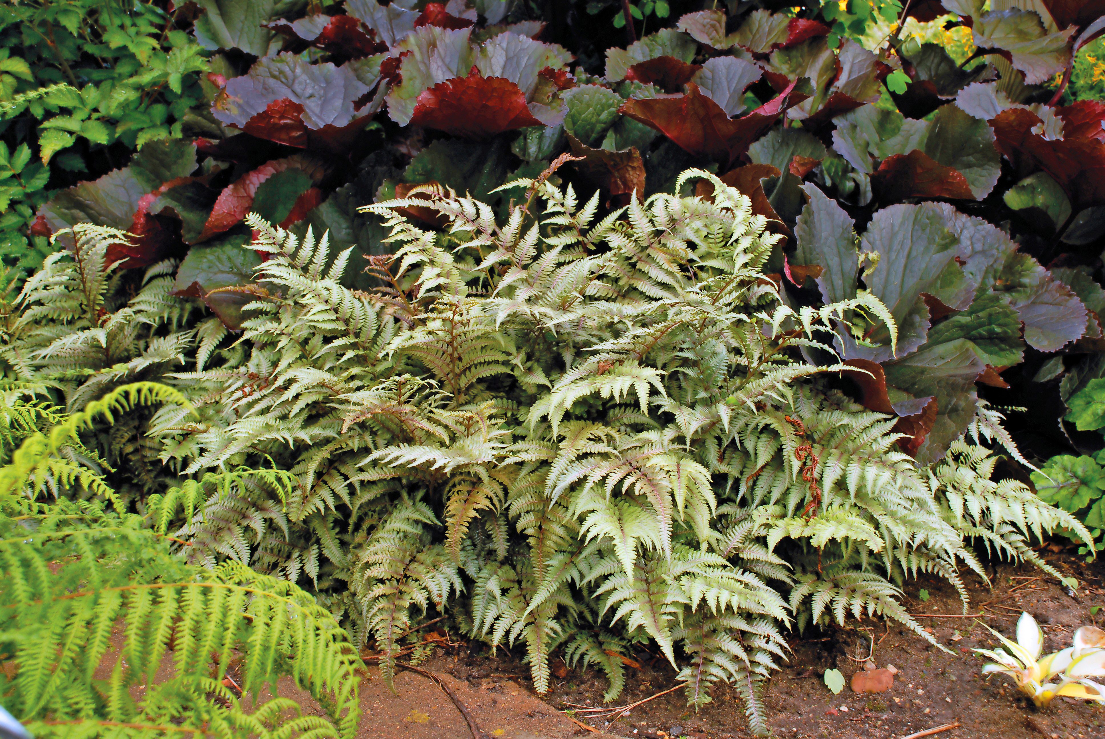 A Japanese painted fern, foliage plants