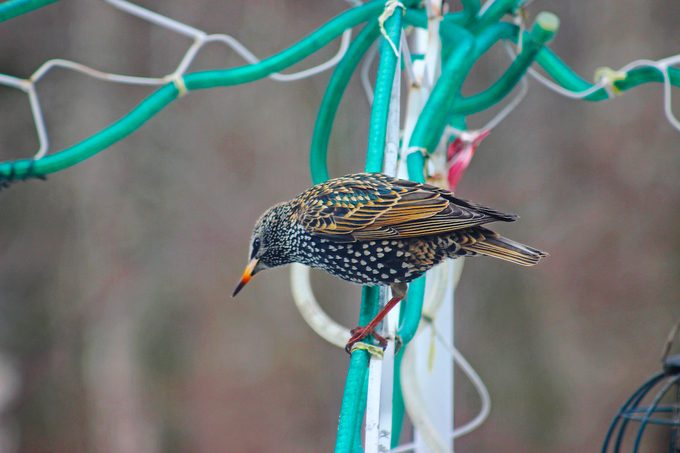 european starling