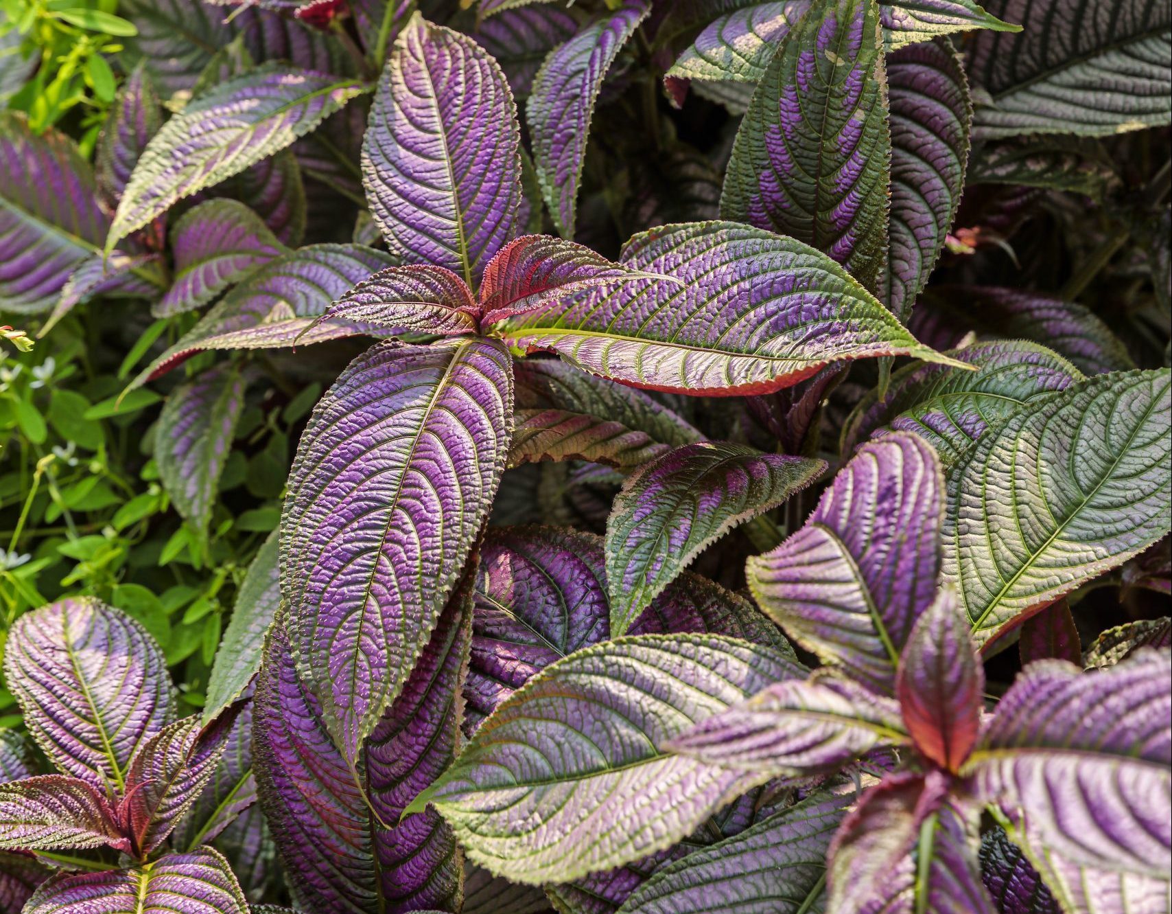Persian shield, foliage plants