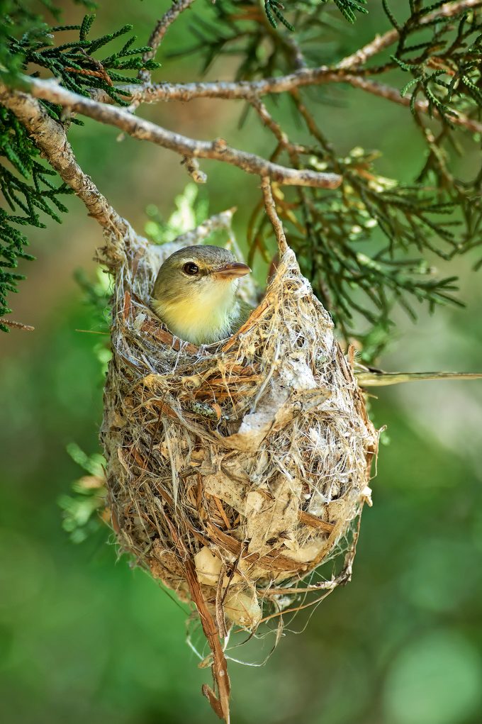 Bell's vireo