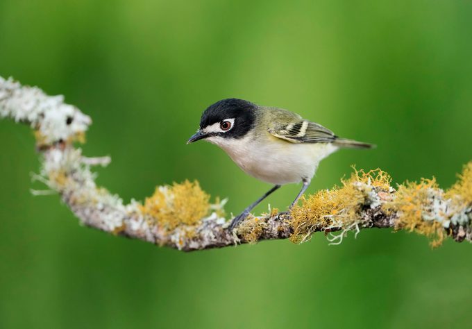 Black-capped vireo