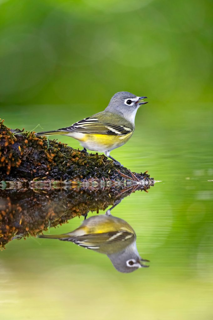 Blue-headed vireo
