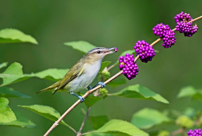 Red-eyed vireo on beauty bush