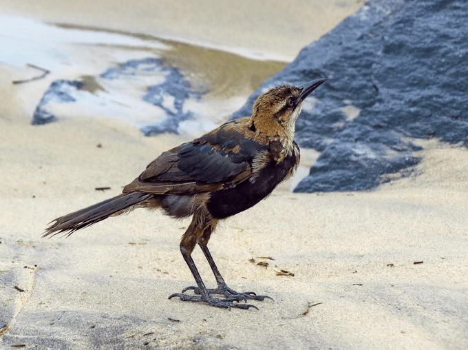 boat tailed grackle
