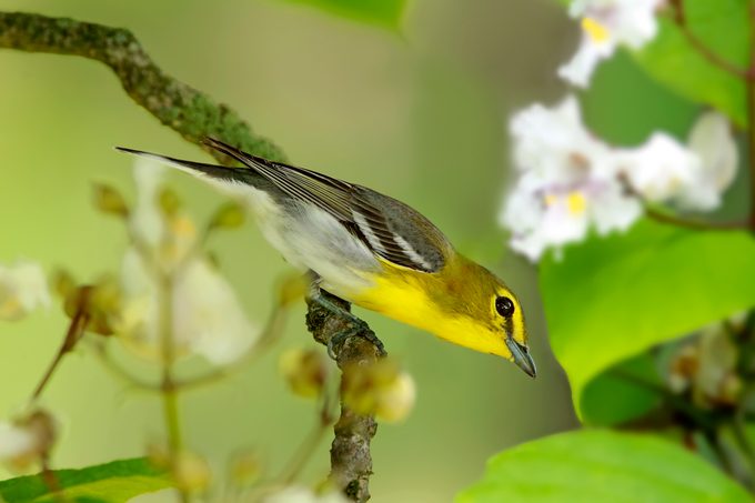 Yellow-throated vireo