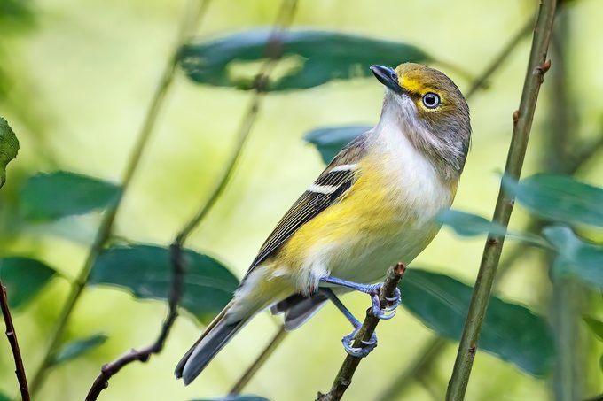 White-eyed vireo