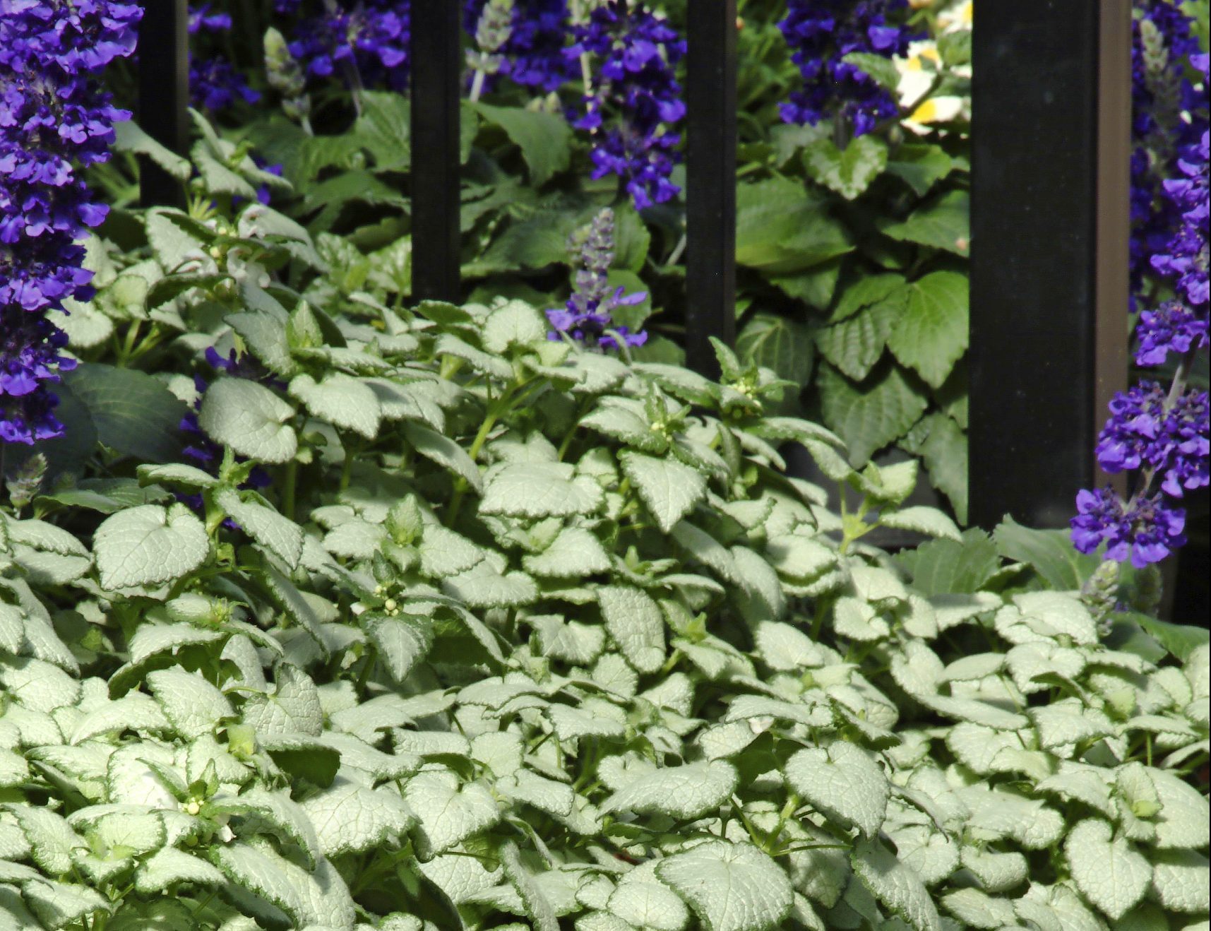 foliage plants, White Nancy spotted deadnettle overflows attractively onto a pathway.